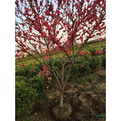 噴雪花價格哪里便宜 今年我苗圃批發噴雪花報價便宜 浙江噴雪花