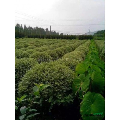 供應金森女貞毛球，金森女貞實球P120-200