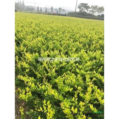 供應籬笆苗青珊瑚H60-220，苗子粗壯，質量保證價格實惠