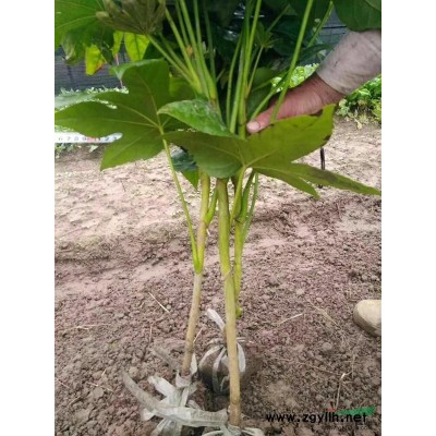供應花葉美人蕉20萬，數量足品質好，產地直銷，價格實惠