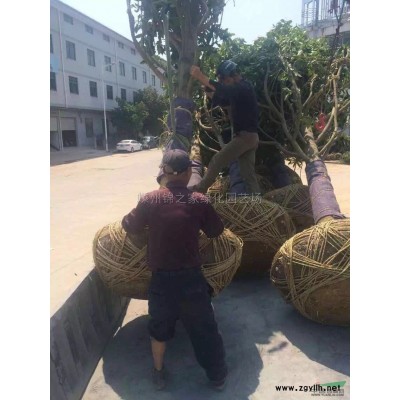 供應紅楓D3-12公分數量2000棵，分支均勻土球好產地直銷