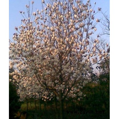 紅葉石楠冠幅20-35(cm)
