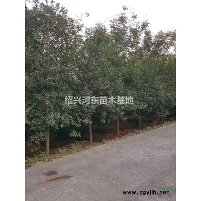浙江嵊州供應紅玉蘭  精品紅玉蘭 報價