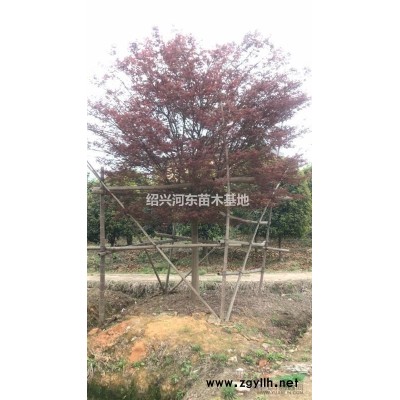 浙江供應紫薇/雞爪戚/美國紅楓/中國紅楓/桂花/小苗