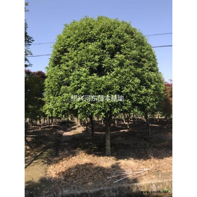 浙江供應紫玉蘭 精品紫玉蘭  紫玉蘭小苗 大小紫玉蘭 高桿玉