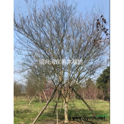 浙江嵊州供應桂花 精品桂花 桂花報價 金桂 銀桂 叢生桂花