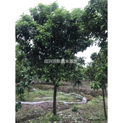 浙江黃金槐 精品黃金槐 黃金槐報(bào)價(jià) 黃金槐行情