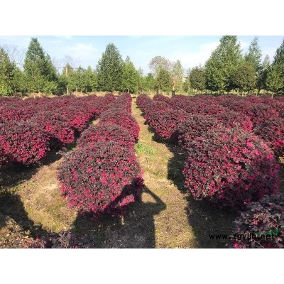 浙江嵊州供應(yīng)中國紅楓 精品中國紅楓 田苗 中國紅楓小苗