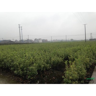 農戶價大量供應紅花繼木精品球。