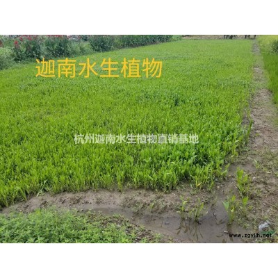 黃金菊雛菊荷蘭菊金雞菊波斯菊