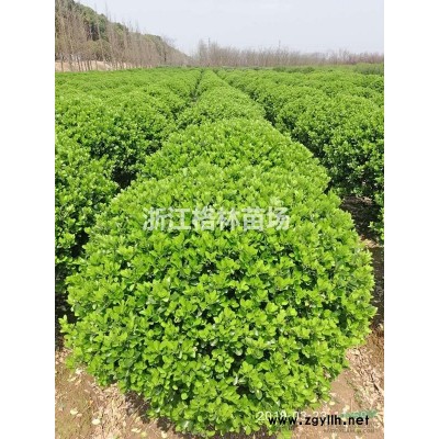 白玉蘭\精品白玉蘭\白玉蘭價格