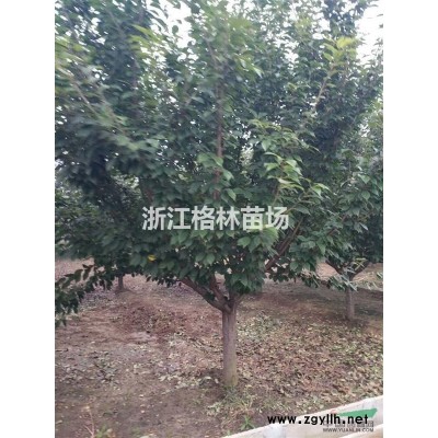 紅玉蘭\精品紅玉蘭\紅玉蘭價格