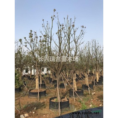 長興廣玉蘭 廣玉蘭基地，廣玉蘭價格，自產自銷，價格優惠
