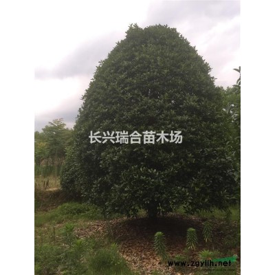 高桿紅葉石楠裝車 紅葉石楠價格行情報價,紅葉石楠苗木價格
