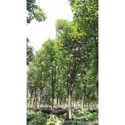 青珊瑚\精品青珊瑚\青珊瑚價格