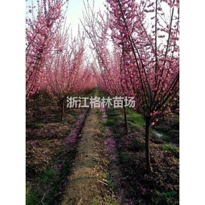 低價處理8-15公分大葉女貞