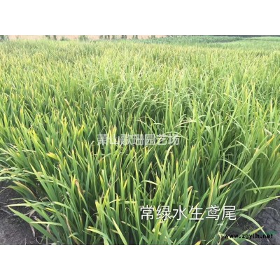 大葉梔子小葉梔子梔子花地栽苗小杯苗小毛球