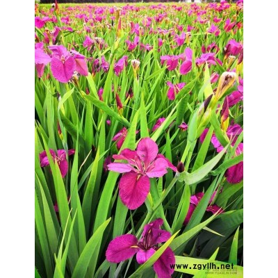 晨光芒，細(xì)葉芒，細(xì)葉針芒，班葉芒，花葉芒，五節(jié)芒