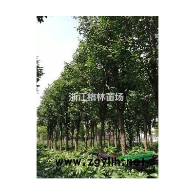 無患子