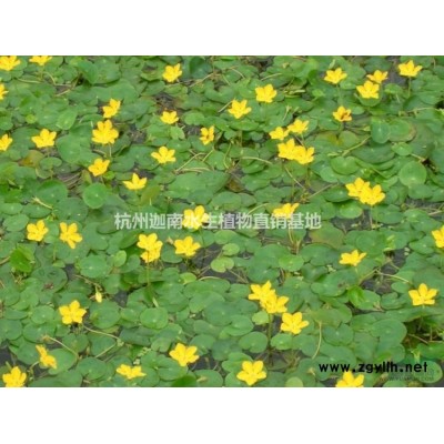 供應麥冬草矮麥冬金邊麥冬玉龍草