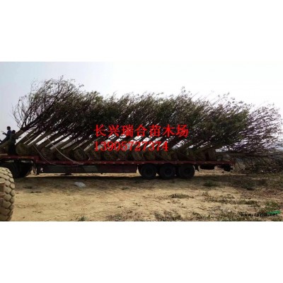 紅梅介紹 浙江紅梅價格/特征/用途