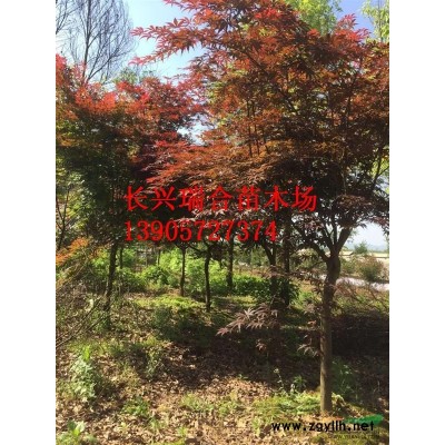 多桿叢生樸樹_多桿叢生樸樹供應