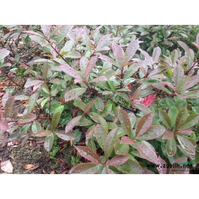 無刺構(gòu)骨1行情報(bào)價(jià)\無刺構(gòu)骨1圖片展示