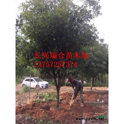 15公分浙江紅梅價格650元一株