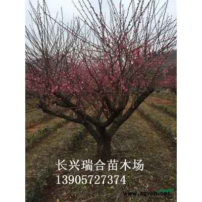 湖州櫸樹 長興櫸樹價格