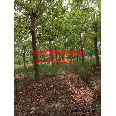 精品無患子 浙江省湖州市長興縣泗安鎮(zhèn)無患子價格 浙江省無患子