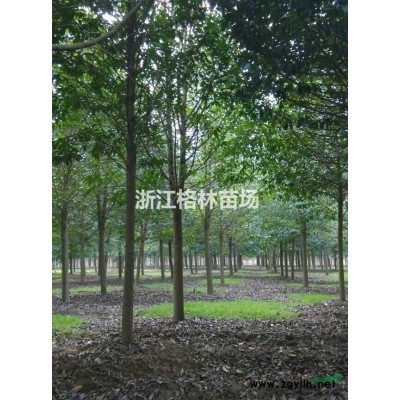 碧桃\紅葉碧桃\青葉碧桃