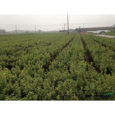 大葉黃楊球供應/大葉黃楊球圖片