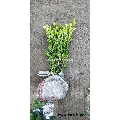 供應粉黛亂子草網(wǎng)紅草