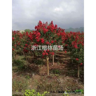 紅梅\精品紅梅\紅梅價格