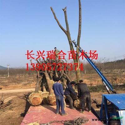 紅玉蘭 紅玉蘭價格浙江湖州長興紅玉蘭浙江湖州長興紅玉蘭價格