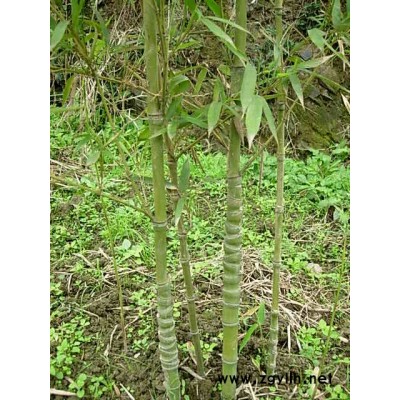 南天竹、玉簪、紅花酢漿草