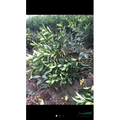 浙江蕭山供應夾竹桃