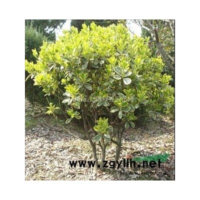 浙江蕭山水生植物基地－萍風草批發供應