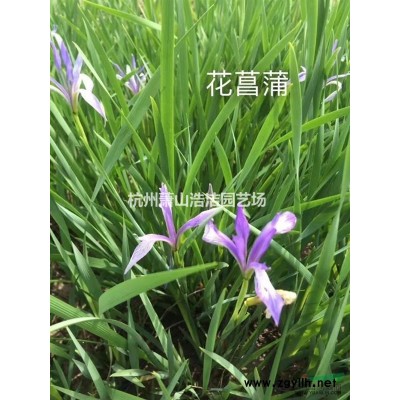浙江蕭山繡線菊杯苗，繡線菊毛球供應(yīng)