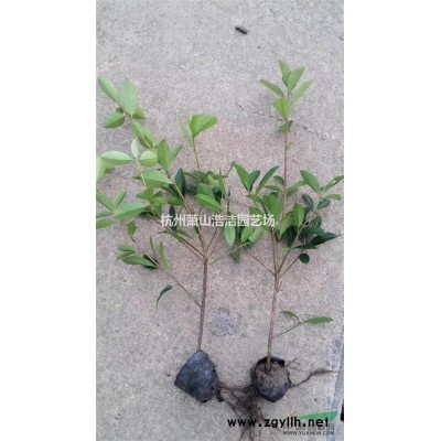 浙江蕭山小葉扶芳藤出售實(shí)拍