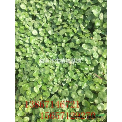 浙江杭州芡實(shí)供應(yīng)，還有各種水生植物