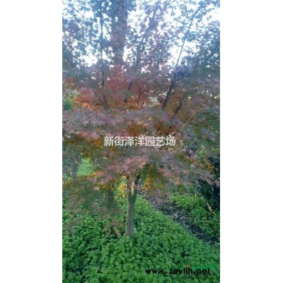 浙江地區供應欒樹13公分