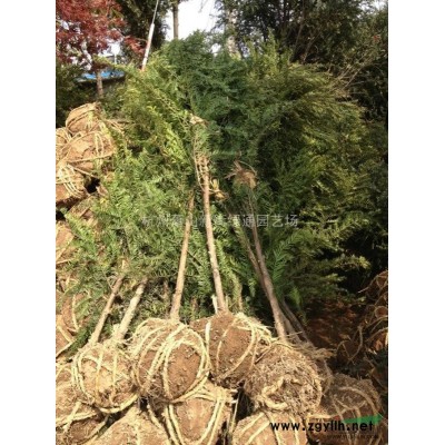 浙江蕭山吉祥草大量供應(yīng)