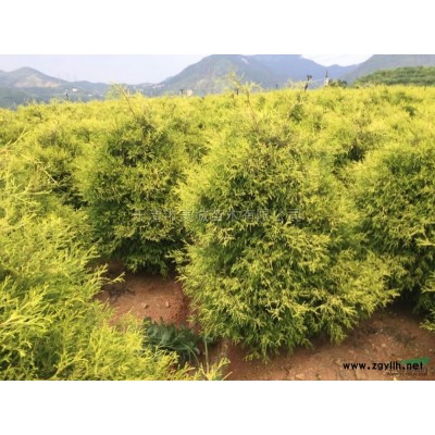 藍(lán)色波爾瓦6*新價(jià)格/藍(lán)色波爾瓦6報(bào)價(jià)