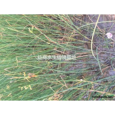 浙江睡蓮供應(yīng)水生植物