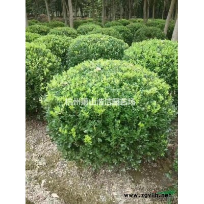 浙江蕭山大葉吳風(fēng)草地苗，小杯苗大量供應(yīng)