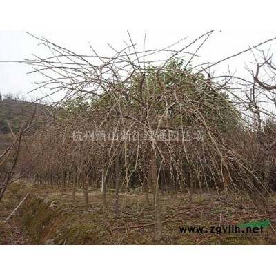 浙江蕭山大叢麥冬草供應(yīng)