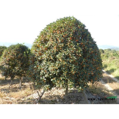 浙江狀元紅桂花開花時10/浙江狀元紅桂花開花時10供應(yīng)