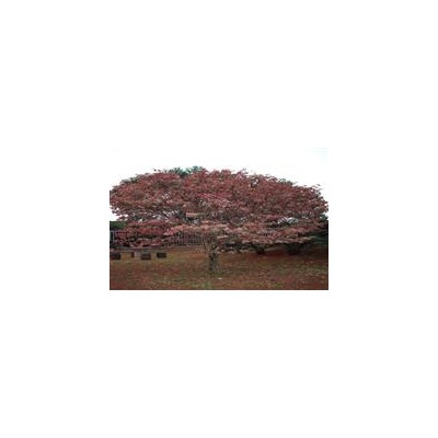 花葉蔓、金邊麥冬、金葉菖蒲