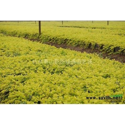 浙江蕭山水生植物基地－再力花實(shí)拍圖